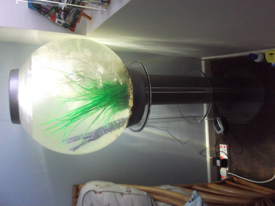 Biorb 60.jpg Biorb 60.jpg